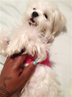 maltese-size-compared-to-hand 
